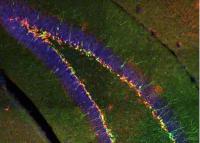 New neurons (neon green) born in adult brains act on the brain's hippocampus to increase resilience to stress